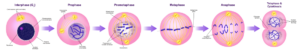 mitosis_stages-svg